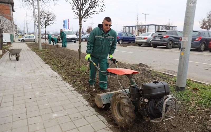 Грађани и радници "Зеленила" Нови Сад заједно садили дрвеће у улици Веселина Маслеше