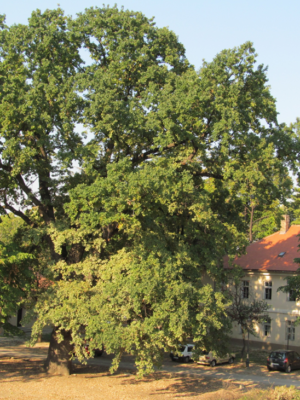 hrast-luznjak